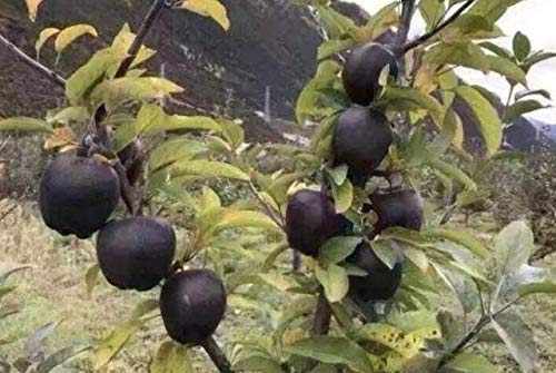 Picture of All Season Black diamond apple Seeds - 10 Pcs Seeds