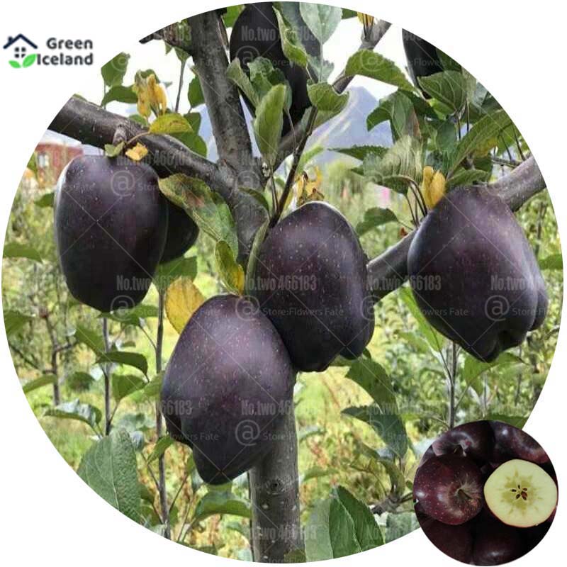 Picture of All Season Black diamond apple Seeds - 10 Pcs Seeds