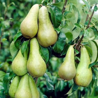 Picture of All Season Pear Tree Seeds - 10 pcs (Global Seeds)