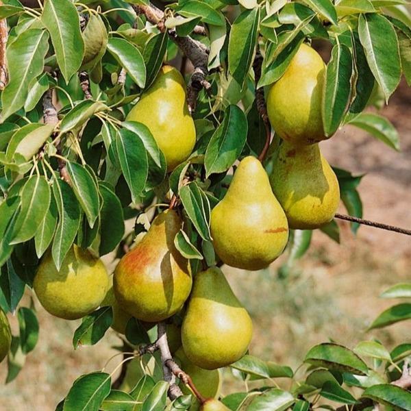 Picture of All Season Pear Tree Seeds - 10 pcs (Global Seeds)