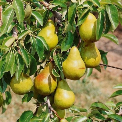 Picture of All Season Pear Tree Seeds - 10 pcs (Global Seeds)