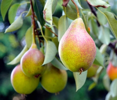 Picture of All Season Pear Tree Seeds - 10 pcs (Global Seeds)
