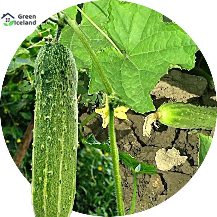 Picture of All Season 15 Pcs Hybrid F1 Khirai Seeds Seeds