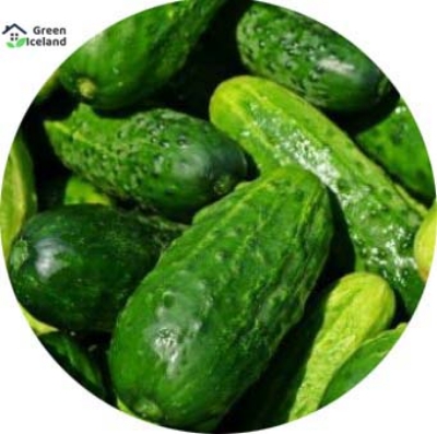 Picture of All Season 15 Pcs Hybrid F1 Khirai Seeds Seeds