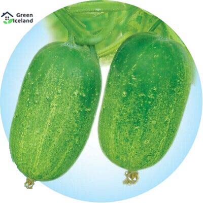 Picture of All Season 15 Pcs Hybrid F1 Khirai Seeds Seeds