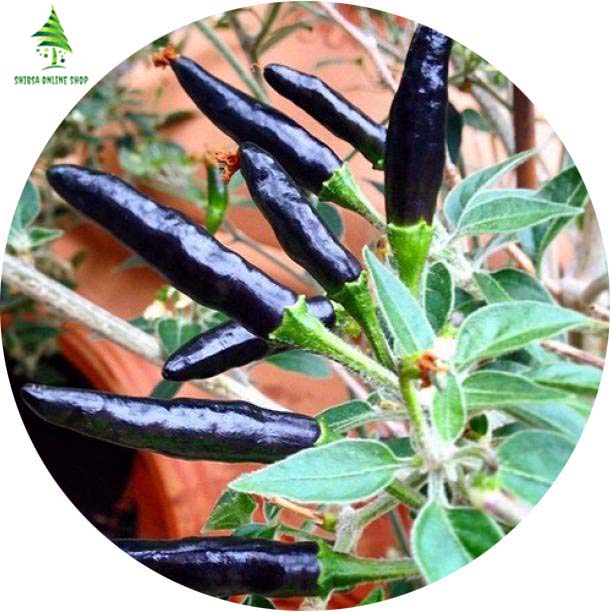 Picture of All Season 20 Pcs Global Long Black Chili SeedS