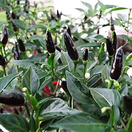 Picture of All Season 20 Pcs Global Long Black Chili SeedS