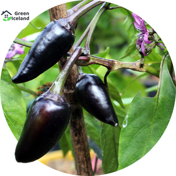 Picture of All Season 20 Pcs Global Long Black Chili SeedS
