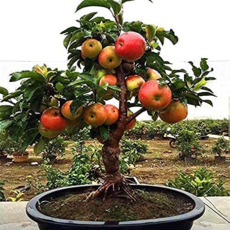 Picture of All Season Red Apple Bonsai Seeds - 15Pcs Seeds