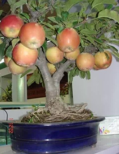 Picture of All Season Red Apple Bonsai Seeds - 15Pcs Seeds
