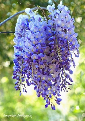 Picture of All Season Wisteria Japanese Climbing flower - 5Pcs SeedS (Global Seeds)