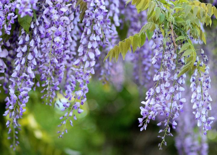 Picture of All Season Wisteria Japanese Climbing flower - 5Pcs SeedS (Global Seeds)