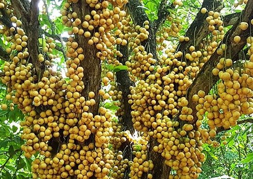 Picture of Bonsai Latkan Tree Seeds - 5 PcS