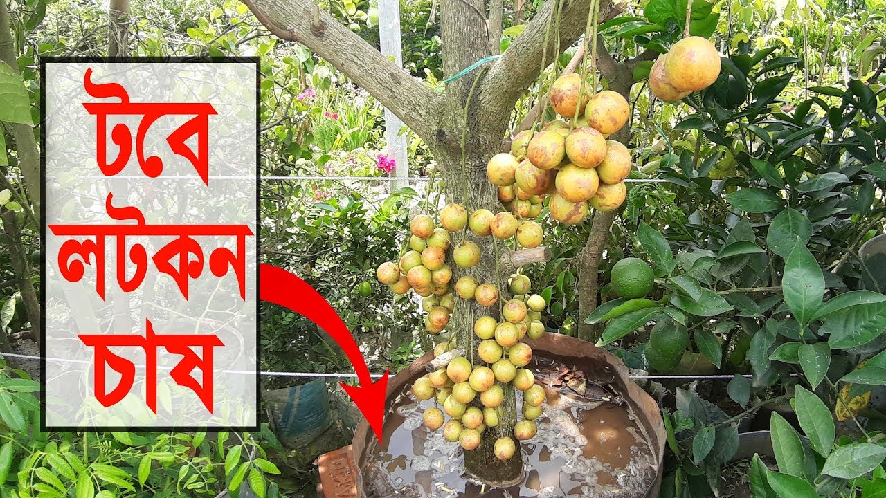 Picture of Bonsai Latkan Tree Seeds - 5 PcS