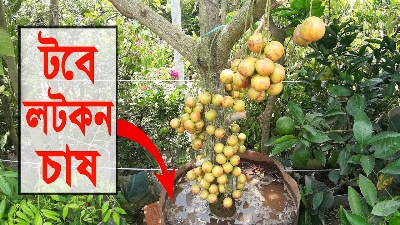 Picture of Bonsai Latkan Tree Seeds - 5 PcS