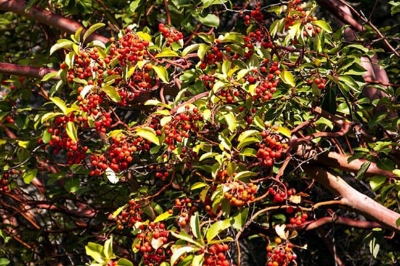 Picture of Blood Sandalwood Tree Seeds -05 pcs seedS