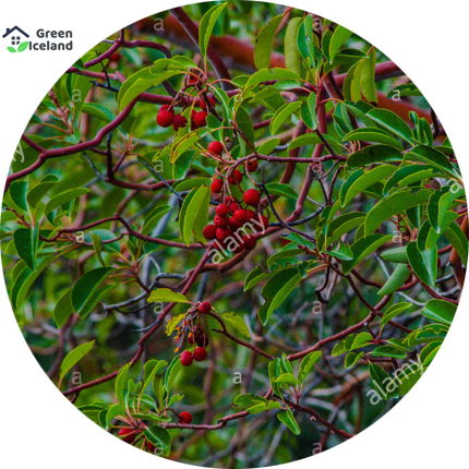 Picture of Blood Sandalwood Tree Seeds -05 pcs seedS