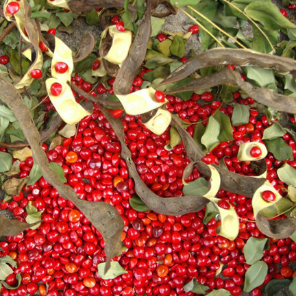 Picture of Blood Sandalwood Tree Seeds -05 pcs seedS