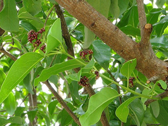 Picture of Blood Sandalwood Tree Seeds -05 pcs seedS