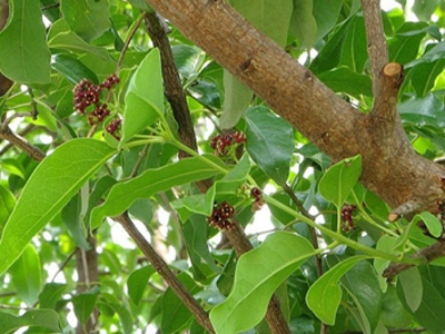 Picture of Blood Sandalwood Tree Seeds -05 pcs seedS