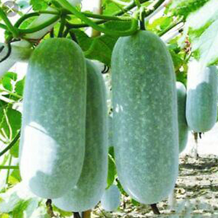 Picture of Wax Gourd/Chalkumra 10 pcs Seeds