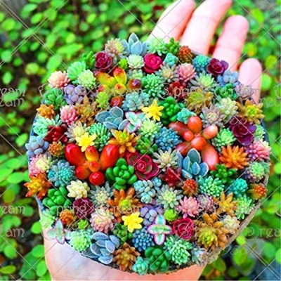 Picture of 15 Pcs Sedeveria Letizia Cactus Seeds - 15 Pcs SeedS