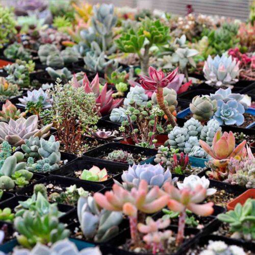 Picture of 15 Pcs Sedeveria Letizia Cactus Seeds - 15 Pcs SeedS