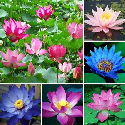 Picture of  Japanese All Season Lotus Flower / Water Lily Seeds - 5 Pcs SeedS/*