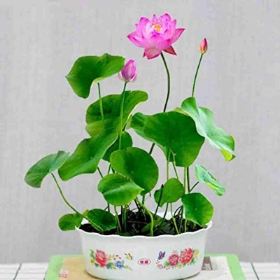 Picture of Chinese Bonsai Lotus Flower Seeds 4 pcS