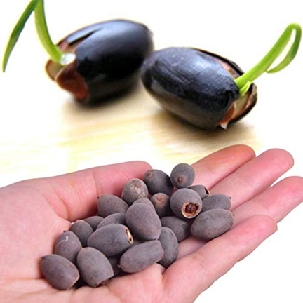 Picture of Chinese Bonsai Lotus Flower Seeds 4 pcS