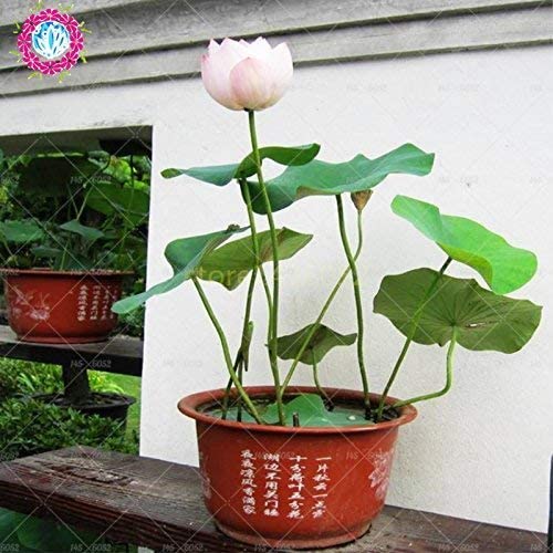 Picture of  Thai All Season White Lotus Flower / Water Lily Seeds - 5 Pcs SeedS*