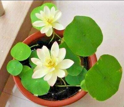 Picture of  Thai All Season White Lotus Flower / Water Lily Seeds - 5 Pcs SeedS*