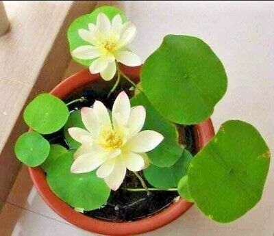Picture of  Thai All Season White Lotus Flower / Water Lily Seeds - 5 Pcs SeedS*