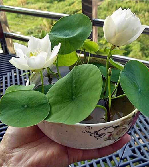 Picture of  Thai All Season White Lotus Flower / Water Lily Seeds - 5 Pcs SeedS*