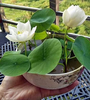 Picture of  Thai All Season White Lotus Flower / Water Lily Seeds - 5 Pcs SeedS*