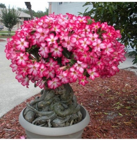 Picture of Bonsai Multicolor Single Petal Adenium Obseum Seeds - 5pcs SeedS
