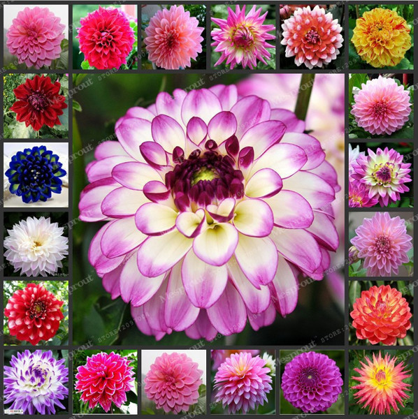 Picture of All Season Dahlia Flower Bonsai SeedS -20 pcs seedS