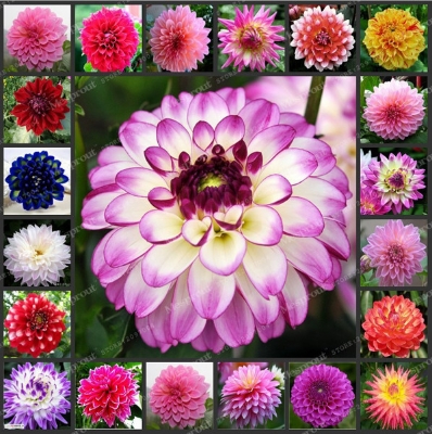 Picture of All Season Dahlia Flower Bonsai SeedS -20 pcs seedS