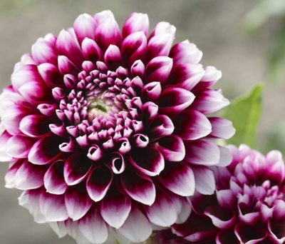 Picture of All Season Dahlia Flower Bonsai SeedS -20 pcs seedS