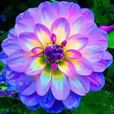 Picture of All Season Dahlia Flower Bonsai SeedS -20 pcs seedS