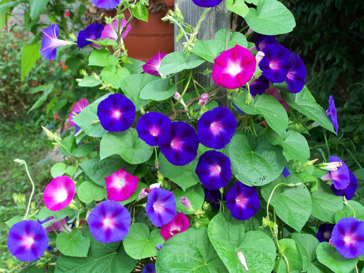 Picture of 15 Pcs Beautiful Morning Glory Flower SeedsS - 15 Pcs SeedS