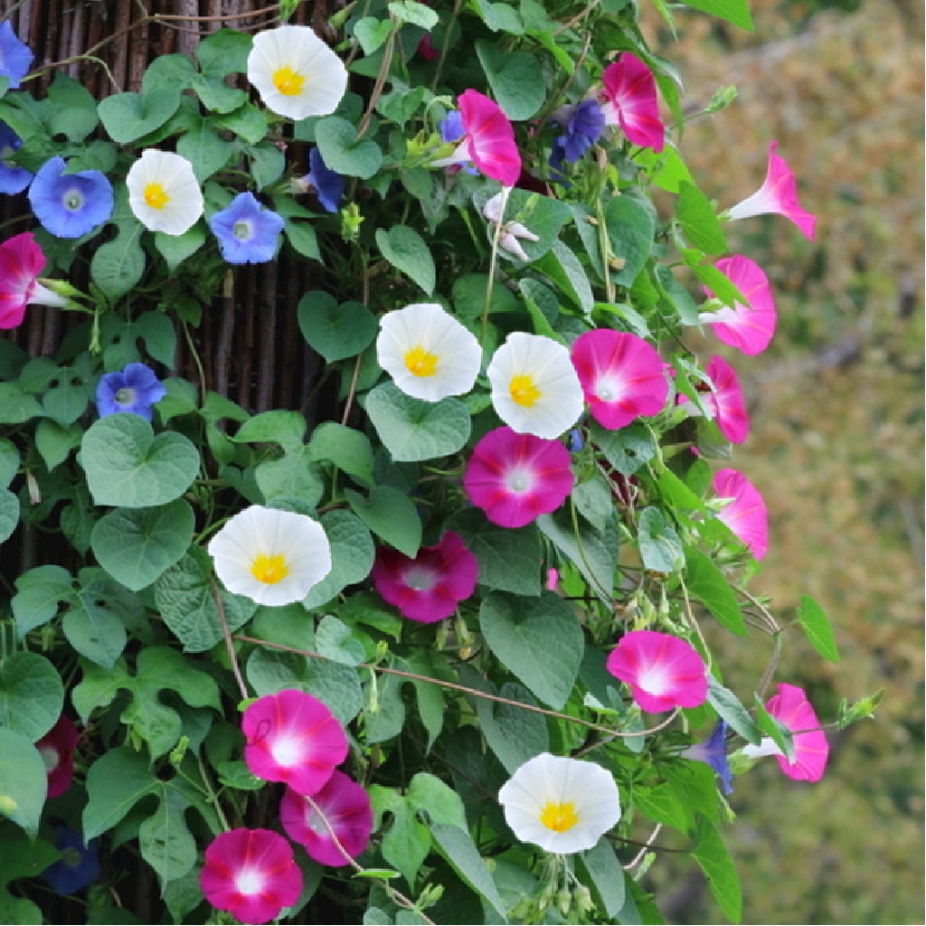 Picture of 15 Pcs Beautiful Morning Glory Flower SeedsS - 15 Pcs SeedS