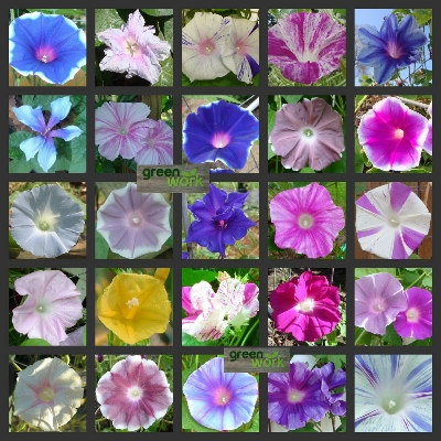 Picture of 15 Pcs Beautiful Morning Glory Flower SeedsS - 15 Pcs SeedS
