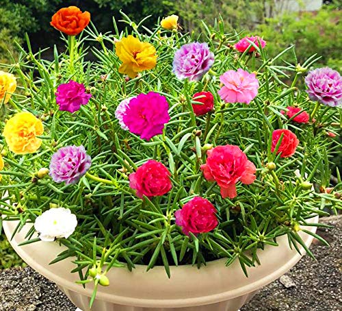 Picture of Organic Mixed Color Portulaca Flower Seeds - 30 Pcs SeedS