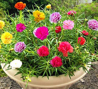 Picture of Organic Mixed Color Portulaca Flower Seeds - 30 Pcs SeedS