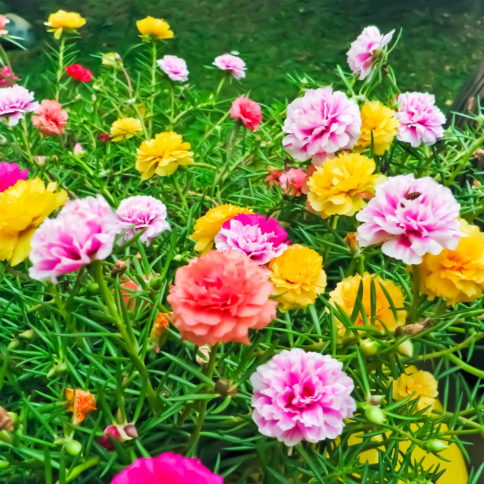 Picture of Organic Mixed Color Portulaca Flower Seeds - 30 Pcs SeedS