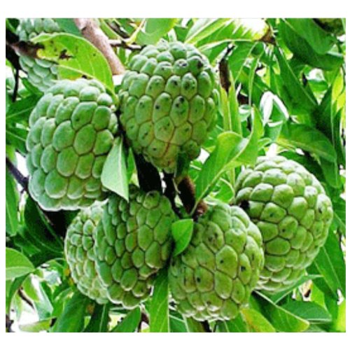 Picture of All Season Suger Free Sharifa SeedS  - 10 Pcs SeedS
