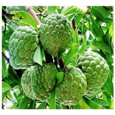 Picture of All Season Suger Free Sharifa SeedS  - 10 Pcs SeedS