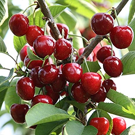 Picture of All Season Sweet Cherry Plant Seeds - 5 Pcs Seeds (intact packet)
