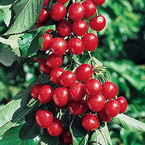Picture of All Season Sweet Cherry Plant Seeds - 5 Pcs Seeds (intact packet)